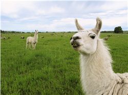 Guard llamas